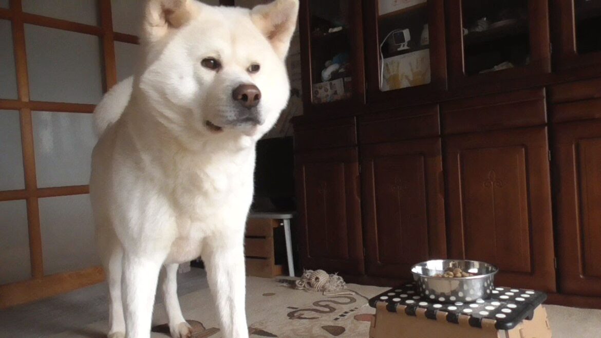 【秋田犬ゆうき】夜鳴き期間の朝食は食欲が無くなるので最初の一口までめっちゃ時間が掛かる【akita dog】