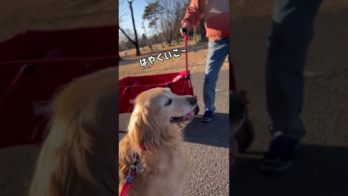 15才ハナとお散歩〜🐾 【イングリッシュセッター】【シニア犬】【ゴールデンレトリバー 】音楽: Libreミュージシャン: @iksonmusic