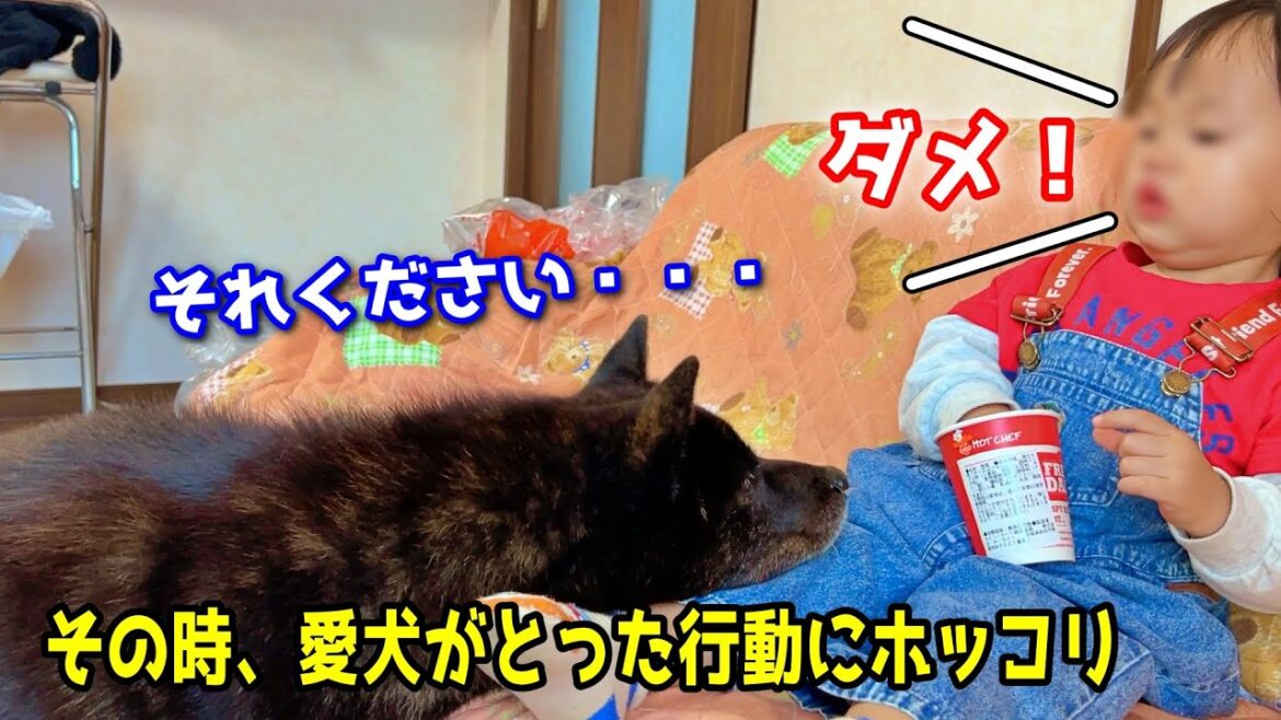 【優しい犬】どうしても食べたくて、愛犬がとった行動にホッコリw