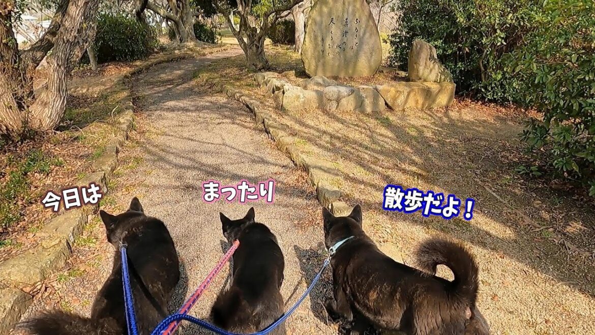 【甲斐犬】のんびり公園散策♪ 【甲斐犬】のんびり公園散策♪