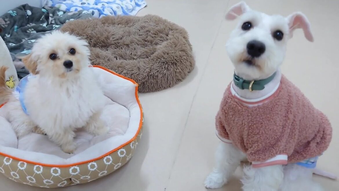 チワプーのウィルとミニチュアシュナウザーのウィル　🐶ひみつきちなう！①🐶  2024年2月25日