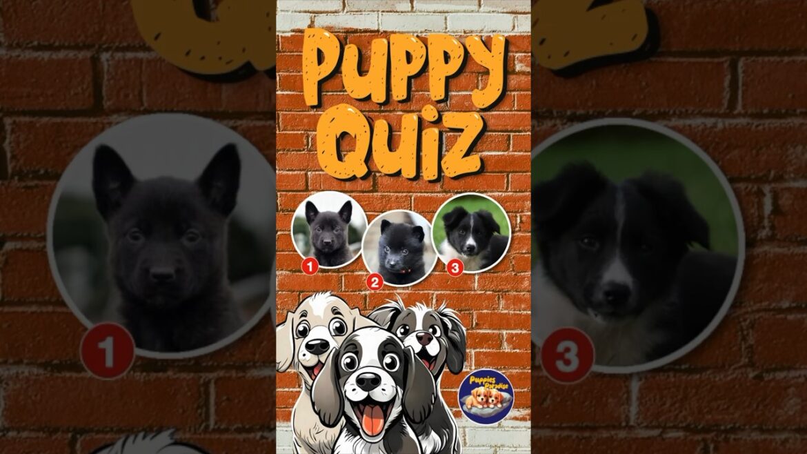Beat the hardest puppy quiz on YouTube: Show the SCHIPPERKE! #puppyquiz 😍🐶