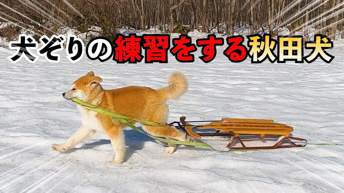 『犬ぞりの練習をする秋田犬』★びしゃもん日記★秋田犬の成長の記録【2021年3月11日】
