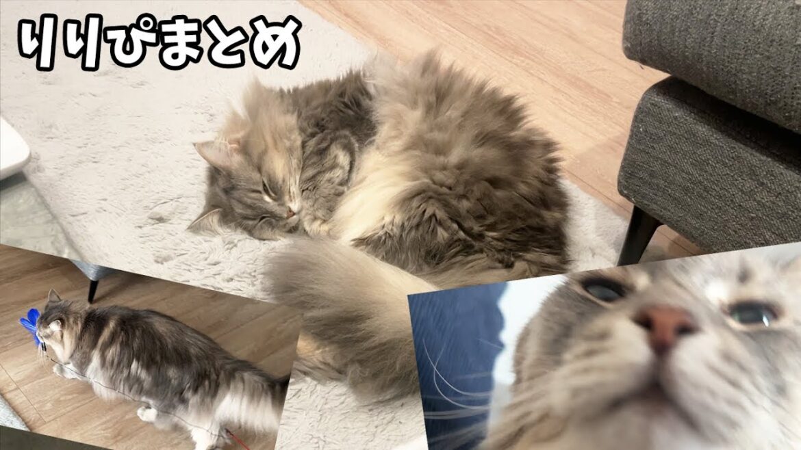 いっぱい寝ていっぱい遊ぶ元気いっぱいふわふわ可愛い猫のエリザベスまとめ  ノルウェージャンフォレストキャット