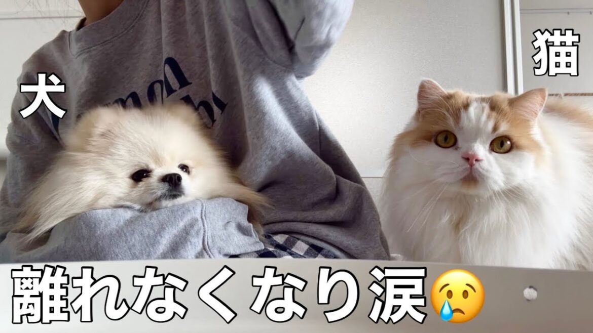 ずっと体調不良だった飼い主に寄り添い続ける犬と猫に涙涙でした。