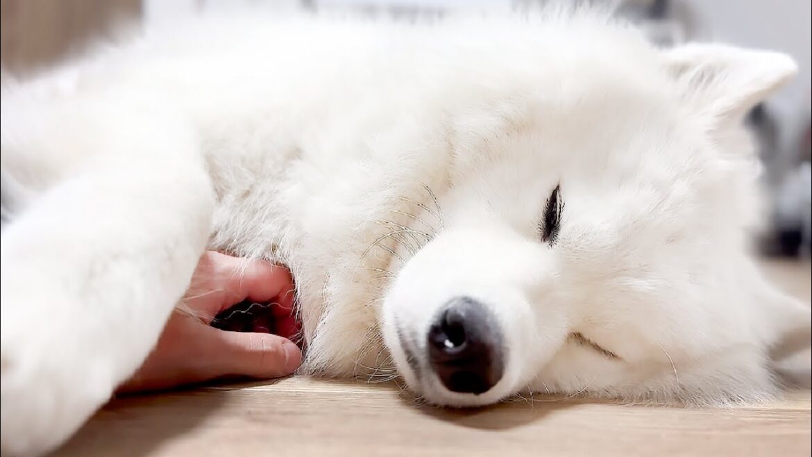 どんなに疲れて眠くてもよしよしだけは止めてほしくない犬