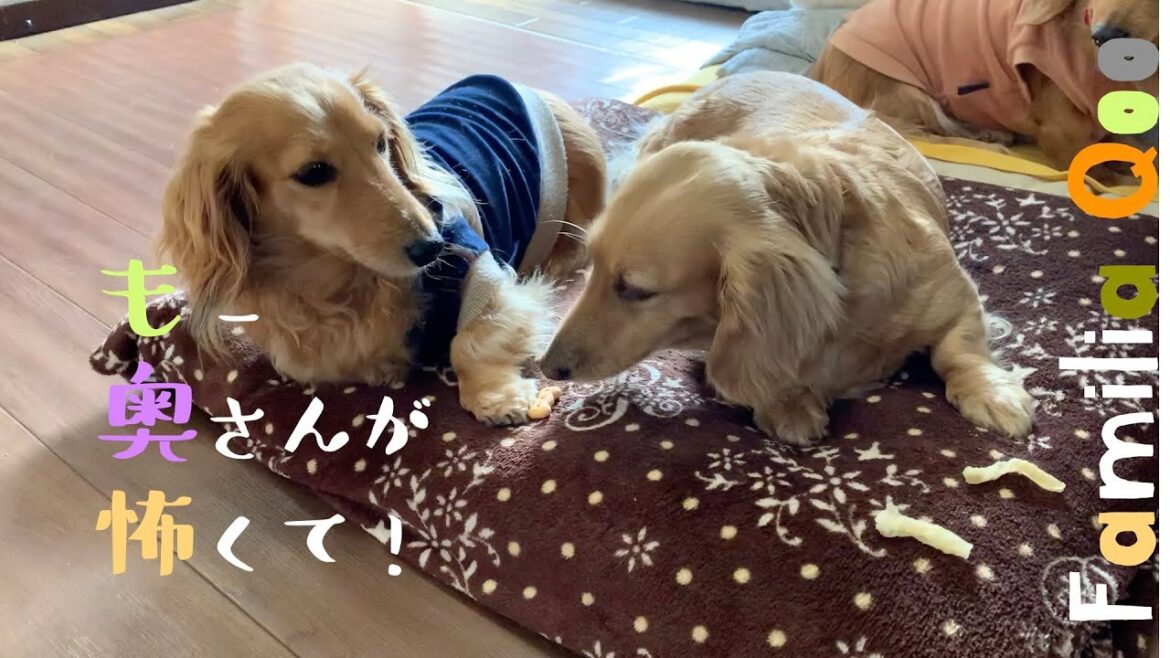 もー奥さんが怖くて!【ミニチュアダックス犬】