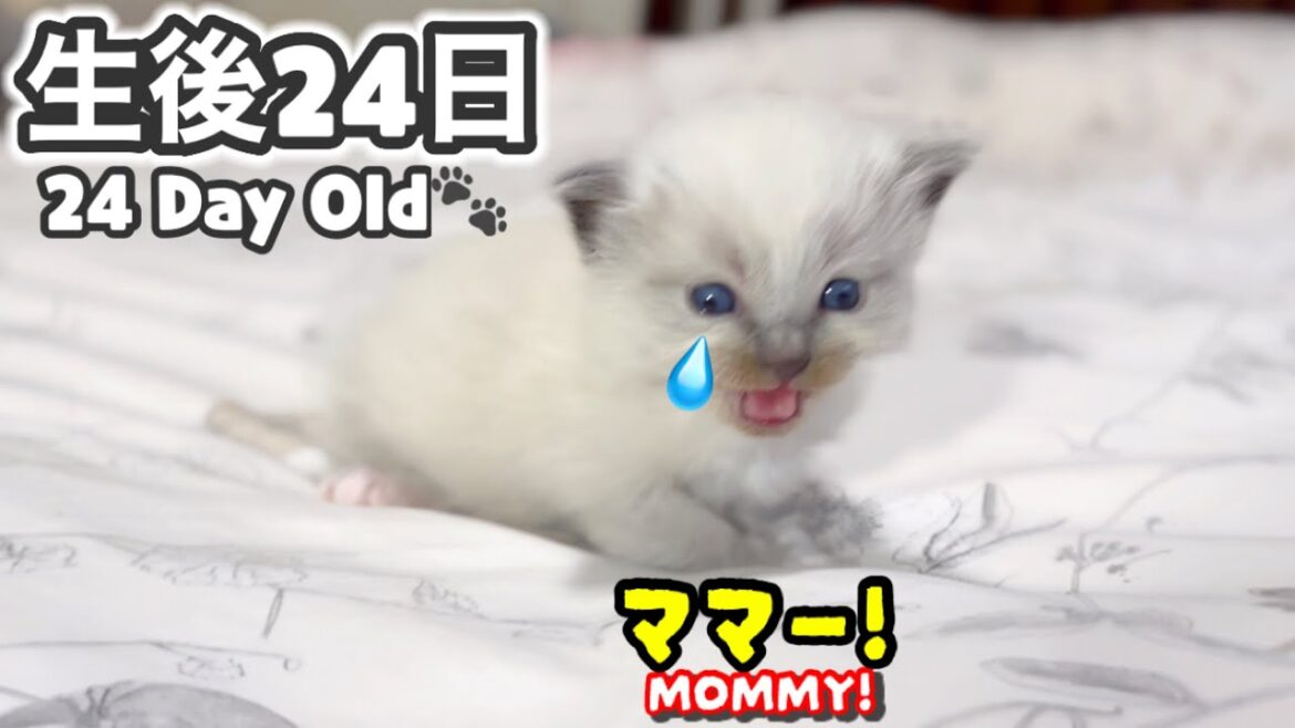 ❄️母猫から子猫をお借りしたらこうなりました... 【ママはラグドール✨パパはそり耳オオヤマネコ💪】【子猫の鳴き声】#ラグドール #子猫 #かわいい