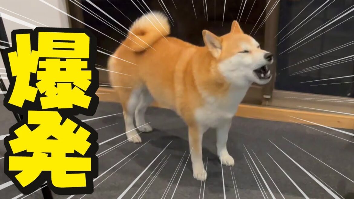 卒業旅行中の娘が帰ってきた！…と思い感情が爆発し絶叫する柴犬