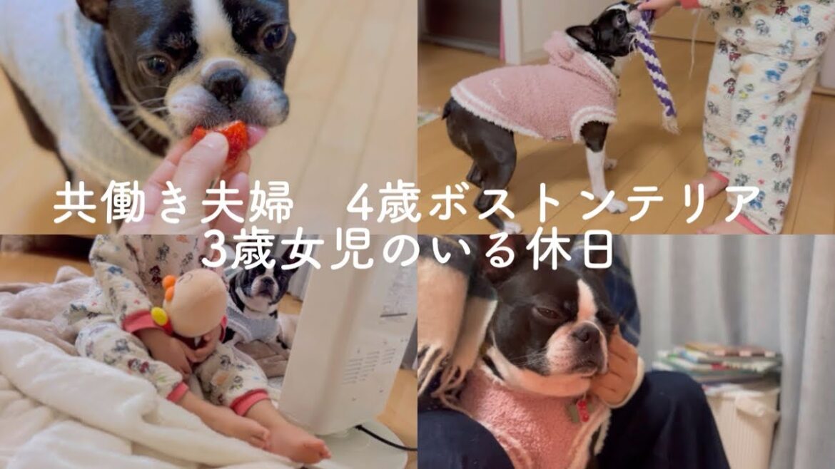 休日の家族の過ごし方【ボストンテリア】