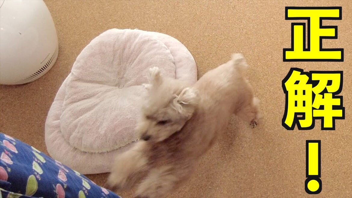 遊びの時間なのに間違えて「ご飯」と言った時の愛犬の反応がw【トイプードル】