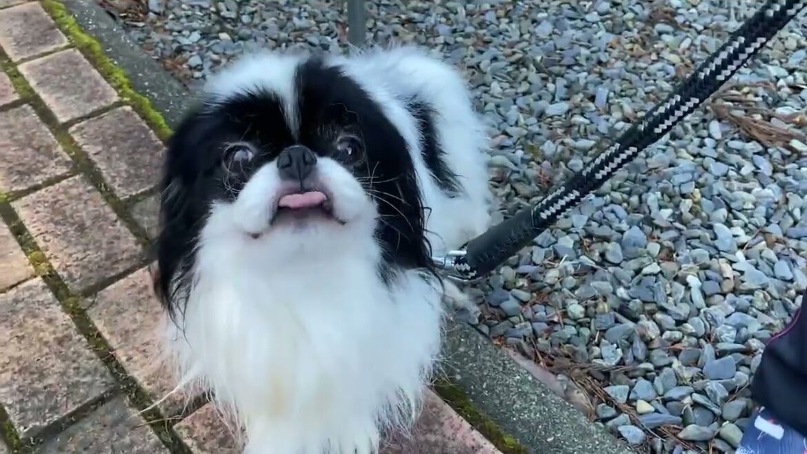 狆 (チン) 【狆専門犬舎】🌟白黒の可愛い旭くんです🌟