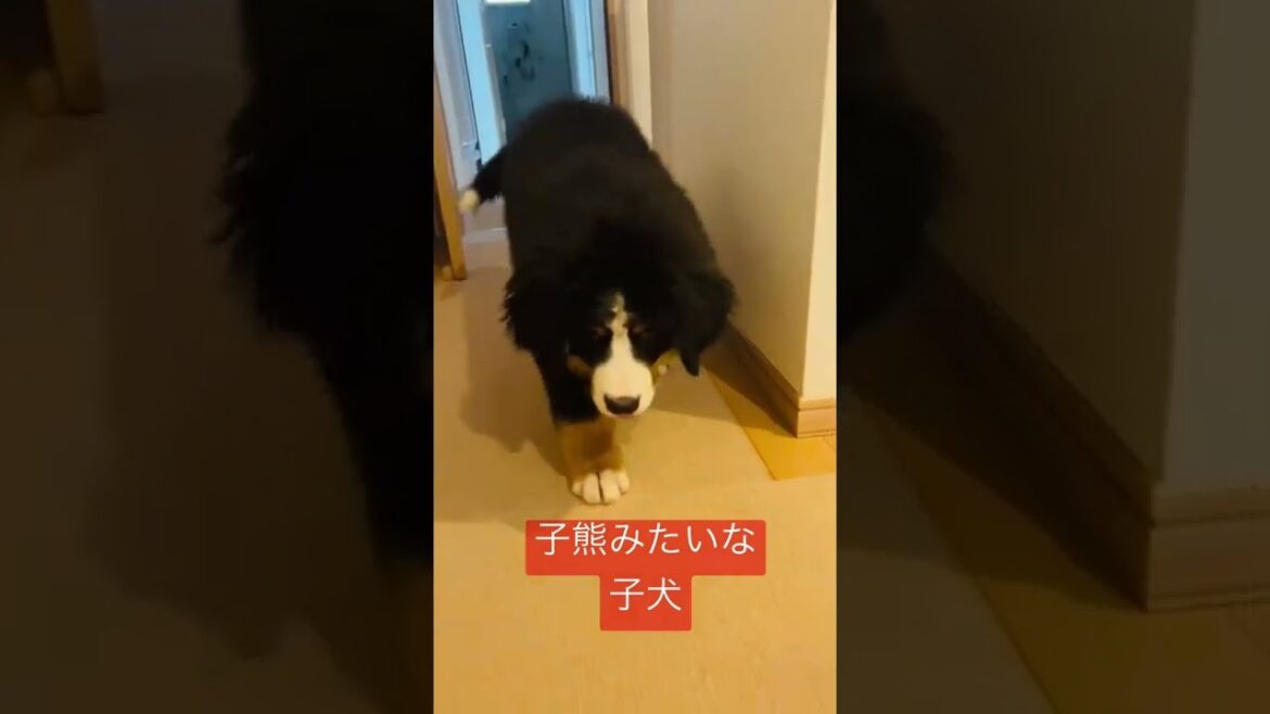 小熊みたいな子犬
