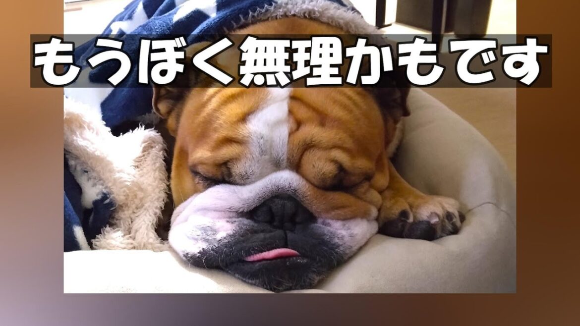 かわいい犬にアクシデント、トラブル発生。ブルドッグのバウムの怪我 ケガ かわいい犬にアクシデント、トラブル発生。ブルドッグのバウムの怪我 ケガ
