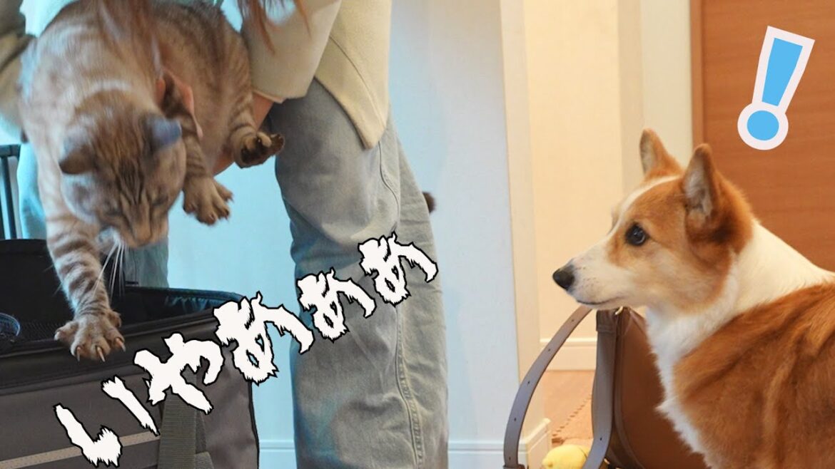 病院に連行される同居猫を見た犬がこうなりました！