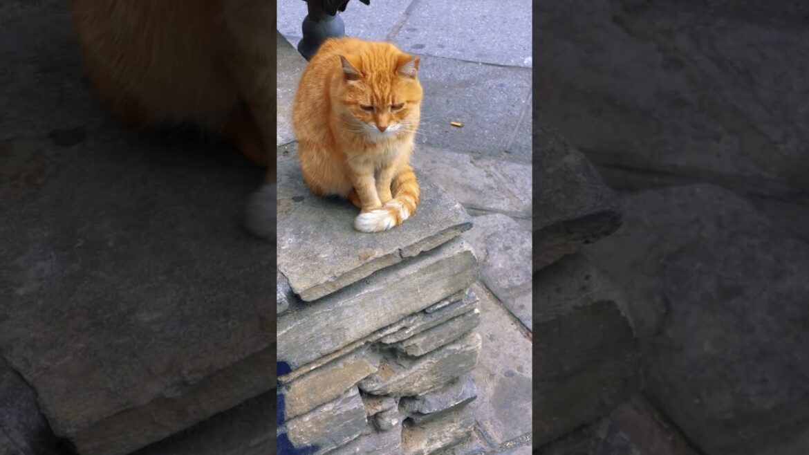 This cute female brown cat it’s  cute and just wants to rest #catshorts #shorts
