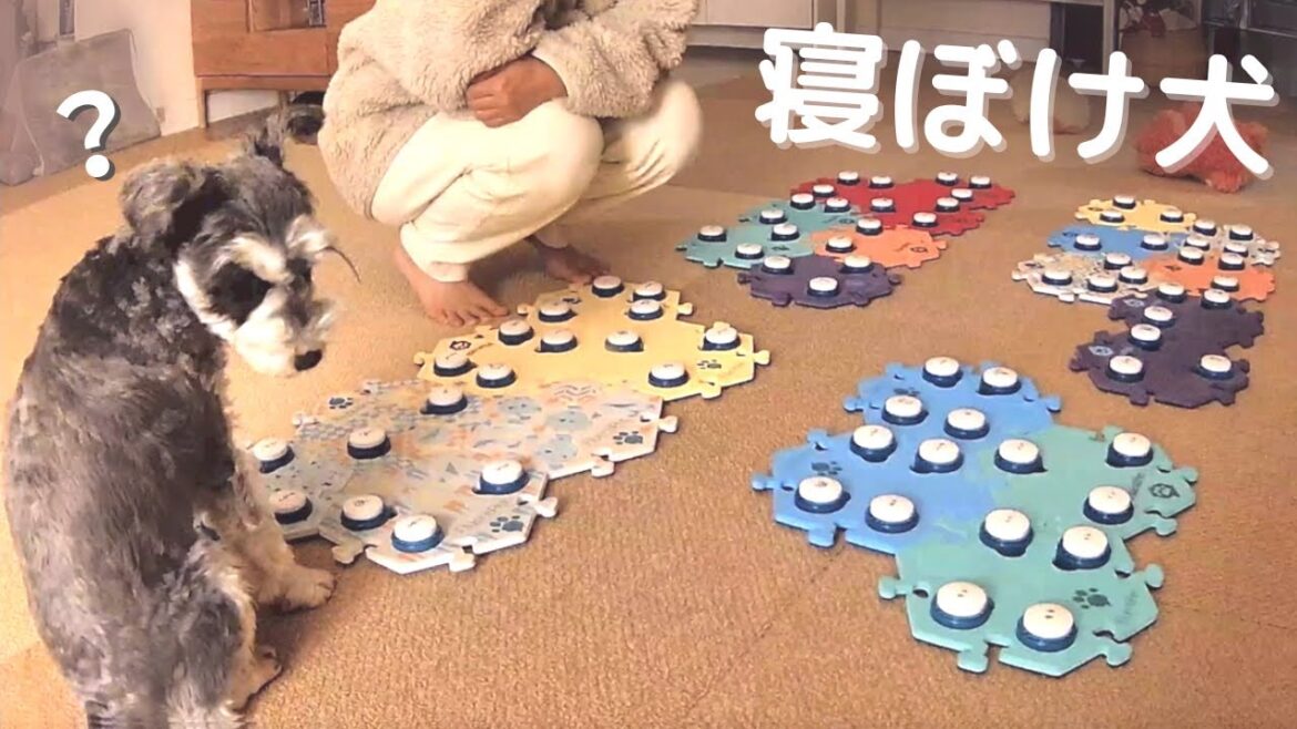 【衝撃】寝ぼけた犬が驚きの質問をしてきました/しゃべる犬