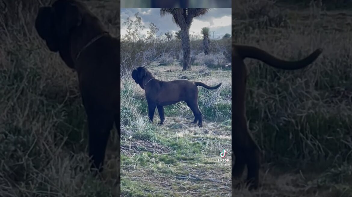 The Jumping Neapolitan Mastiff #neapolitanmastiff #canecorso #mastiff #mastiffsworldwide #dog