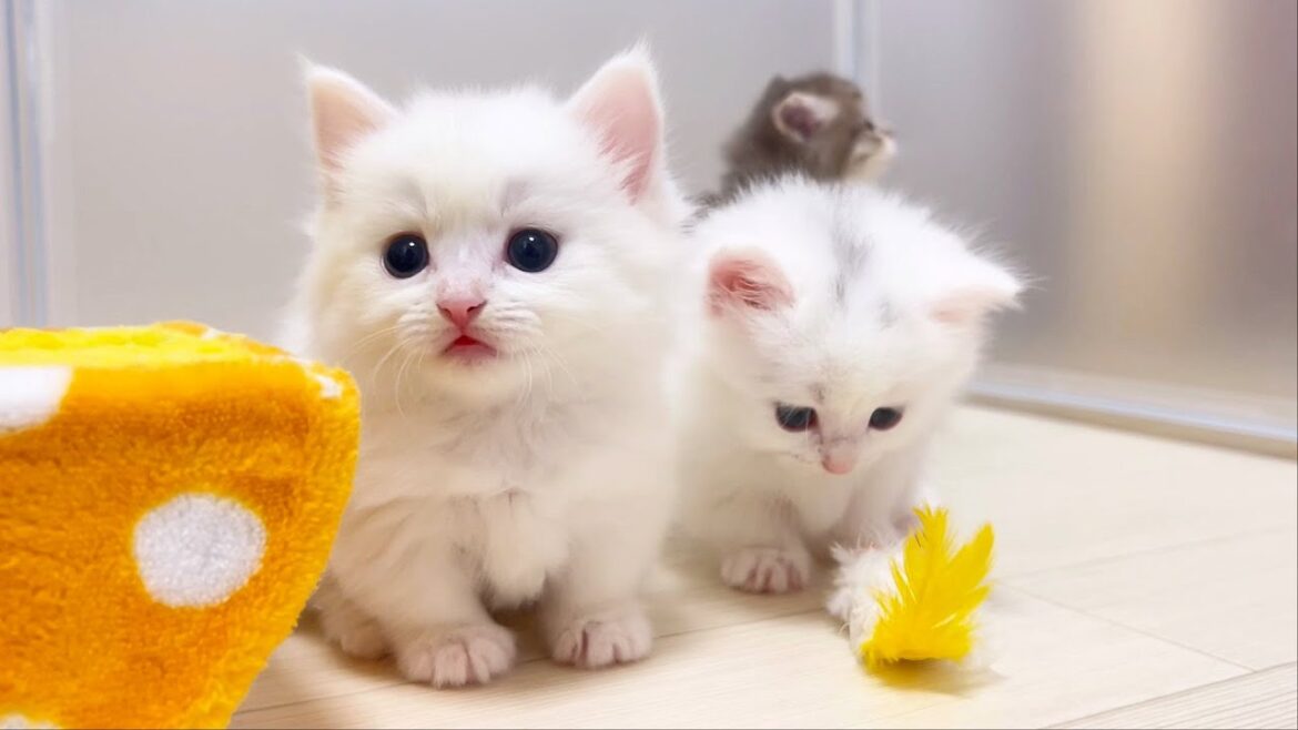 【マンチカンの子猫】子猫のツーショットがいつまでも撮れない件 ～猫のいる生活Vol.897～出産動画 マンチカン短足・ミヌエット・ペルシャ猫専門ブリーダー『ペット蔵人』【子猫の成長記録】