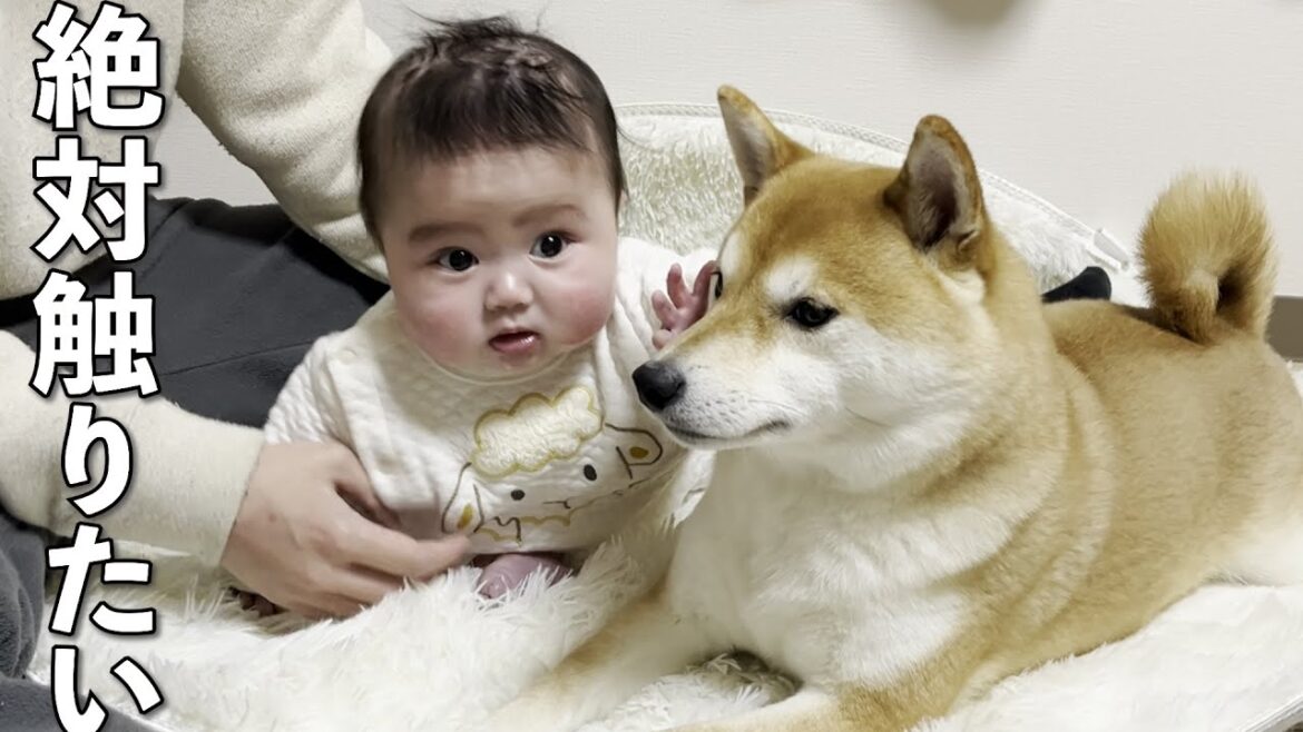 柴犬に触りたくて必死に近寄ろうとする赤ちゃん