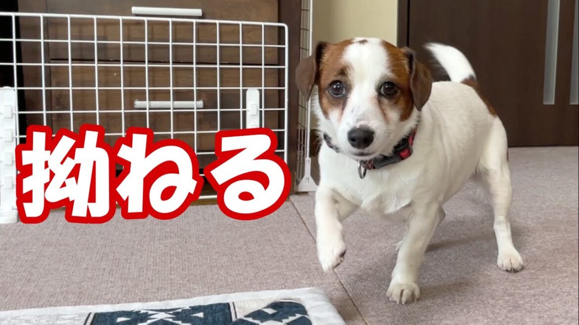 【遊んで！】遊んでもらえなくて拗ねっちゃった犬と手術後も絶好調な子犬