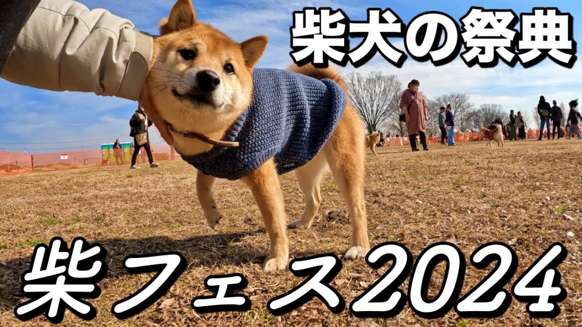 【柴フェス2024】柴犬の祭典！柴だらけのドッグランが最高すぎた