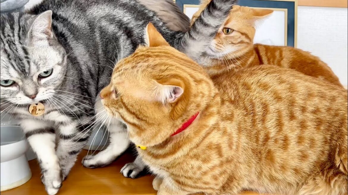 ボスが最前線に出陣した日 #猫 #マンチカン #アメリカンショートヘア