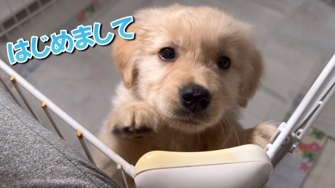 【初対面】我が家に大きな子犬がやってきた！