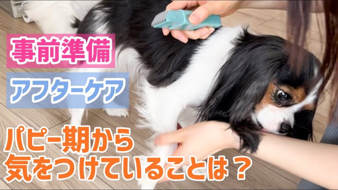 【バリカンの日】バリカン嫌！爪切り嫌！凶悪だった仔犬が今では犬が変わったな(4歳2ヶ月)