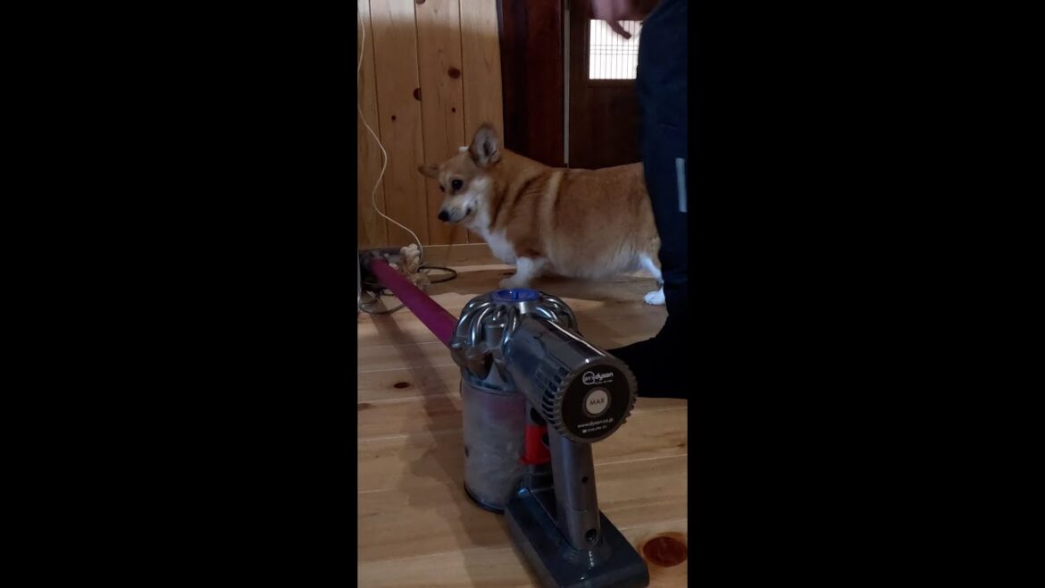 ダイソンに執着するコーギー / Corgi obsessed with vacuum cleaner #コーギー #sakura #サクラ