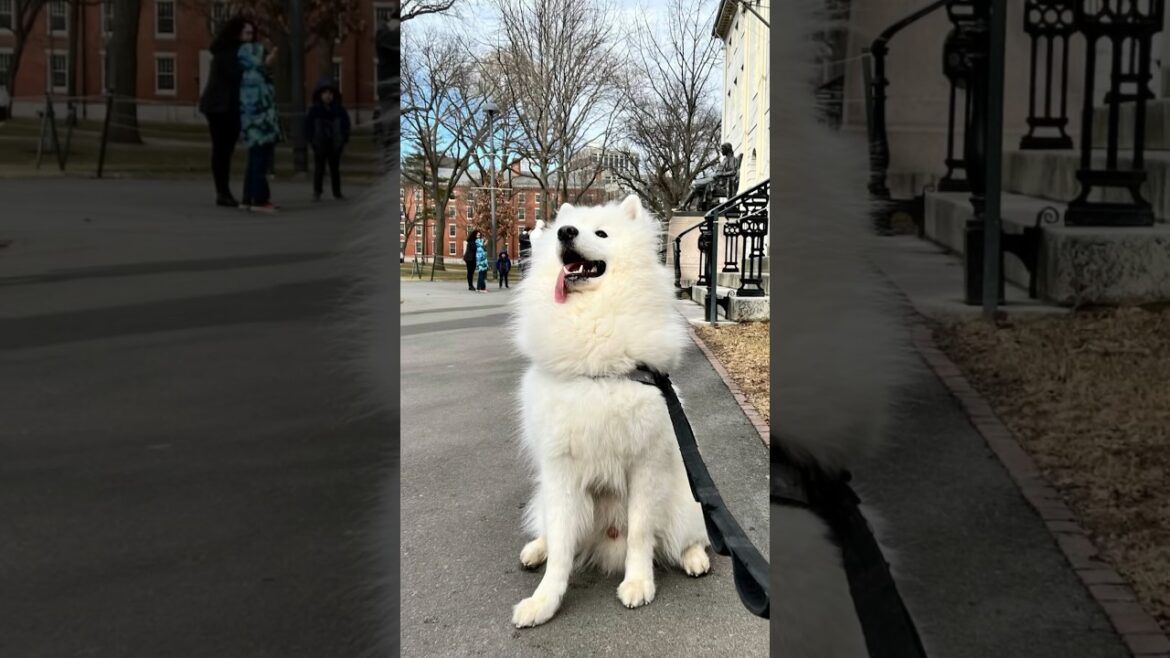 Dr. Simba Returns to Campus: Exploring Harvard University! ๐๏ธ #samoyed #harvard #shorts Dr. Simba Returns to Campus: Exploring Harvard University! ๐๏ธ #samoyed #harvard #shorts