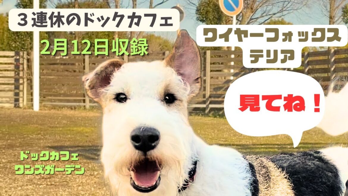３連休のドックカフェ・パート３　ワイヤーフォックステリアを解説します！【2/12収録】