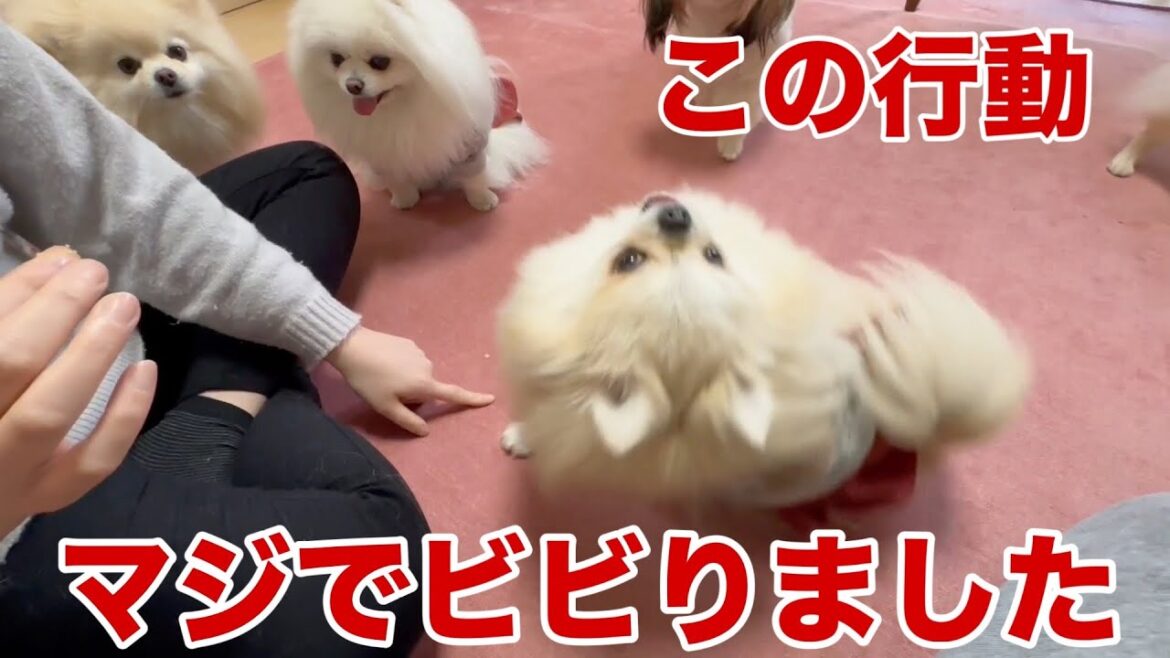 【衝撃映像】ここまでやるポメラニアンとは思いませんでした