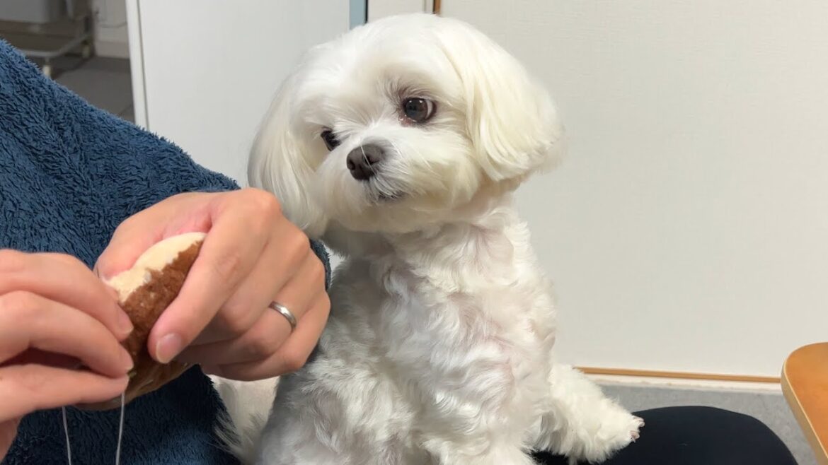 破壊したおもちゃを早く直せと圧をかけてくる犬が面白すぎた【マルチーズ】