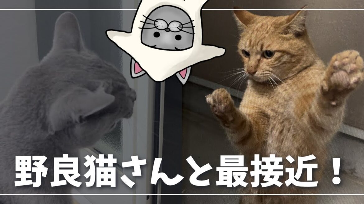 猫パンチの応酬も…遊びに来た野良猫さんとバトルスタート【ロシアンブルー】猫