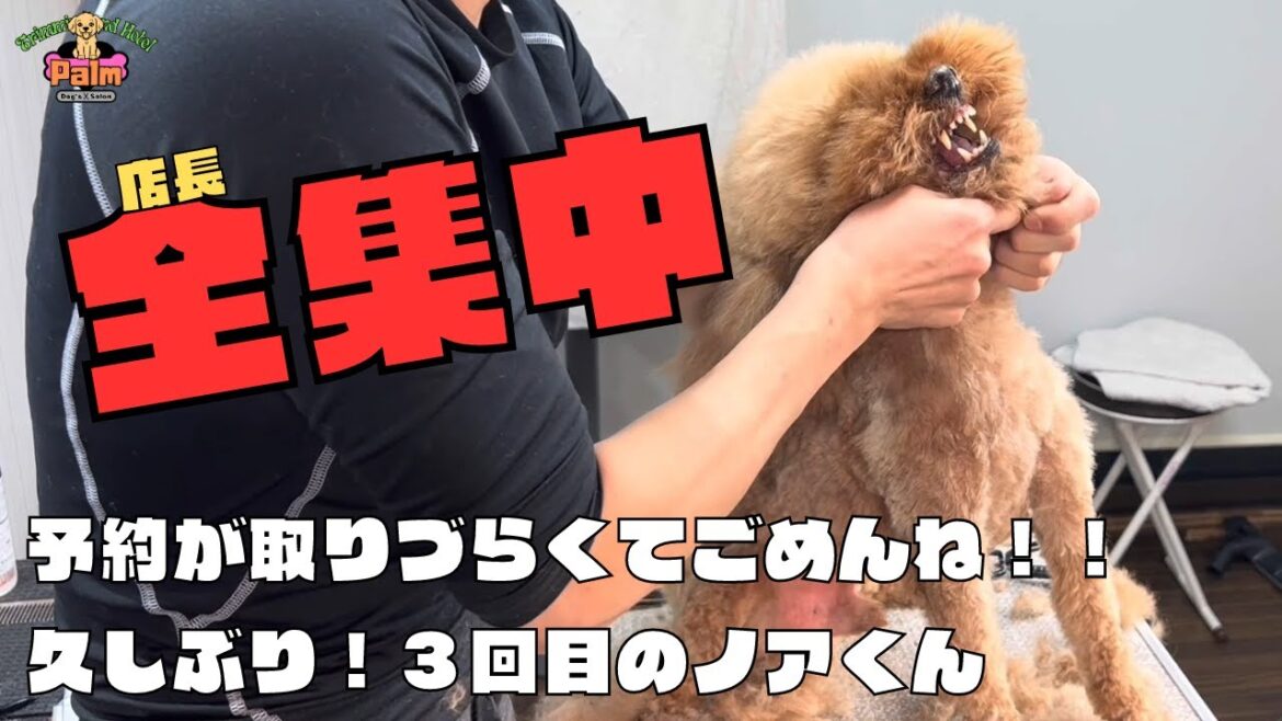 久しぶりの緊張感！？３回目のトイプードルが久しぶりの来店！！
