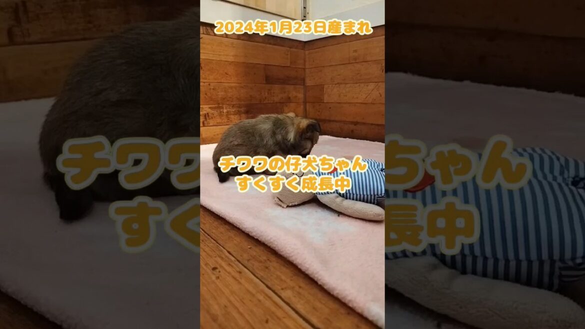 #チワワ#仔犬#shorts