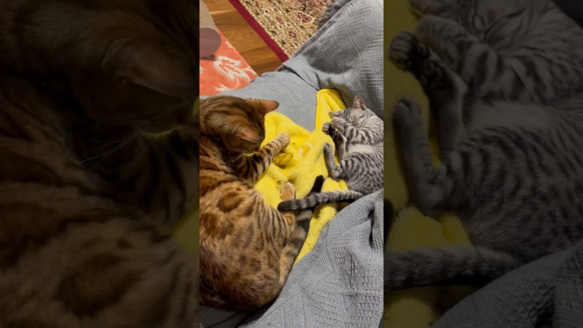 すやすやニャンズ😴 #cat #ニャン #オシキャット #ベンガル  #おやすみ前に #癒し動画