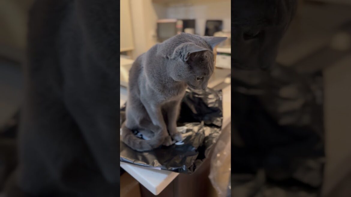 ウィルの毎日 #256 ZOZOTOWNの袋。 #ロシアンブルー #RussianBlue