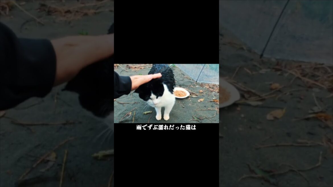 公園に捨てられた猫たちはうちの家族になった #shorts