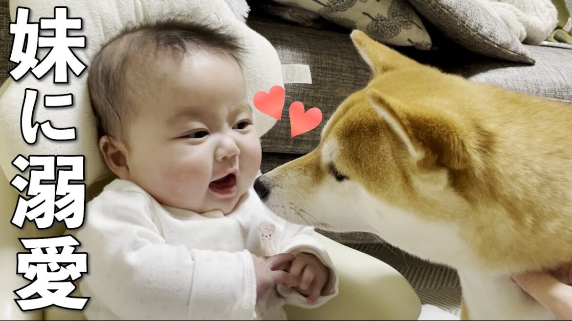 赤ちゃんが愛おしくて堪らない柴犬の行動に目が離せないw 赤ちゃんが愛おしくて堪らない柴犬の行動に目が離せないw
