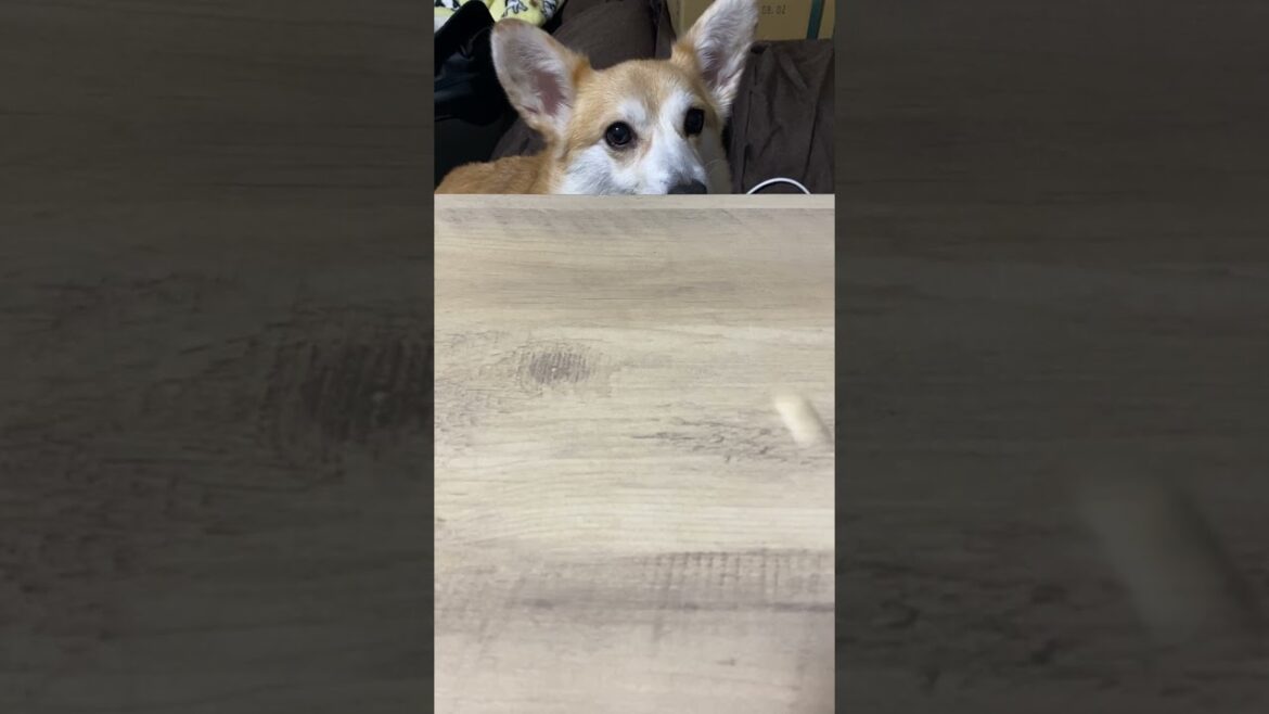 机に鼻置くのやめて（笑）#コーギー #くきたん