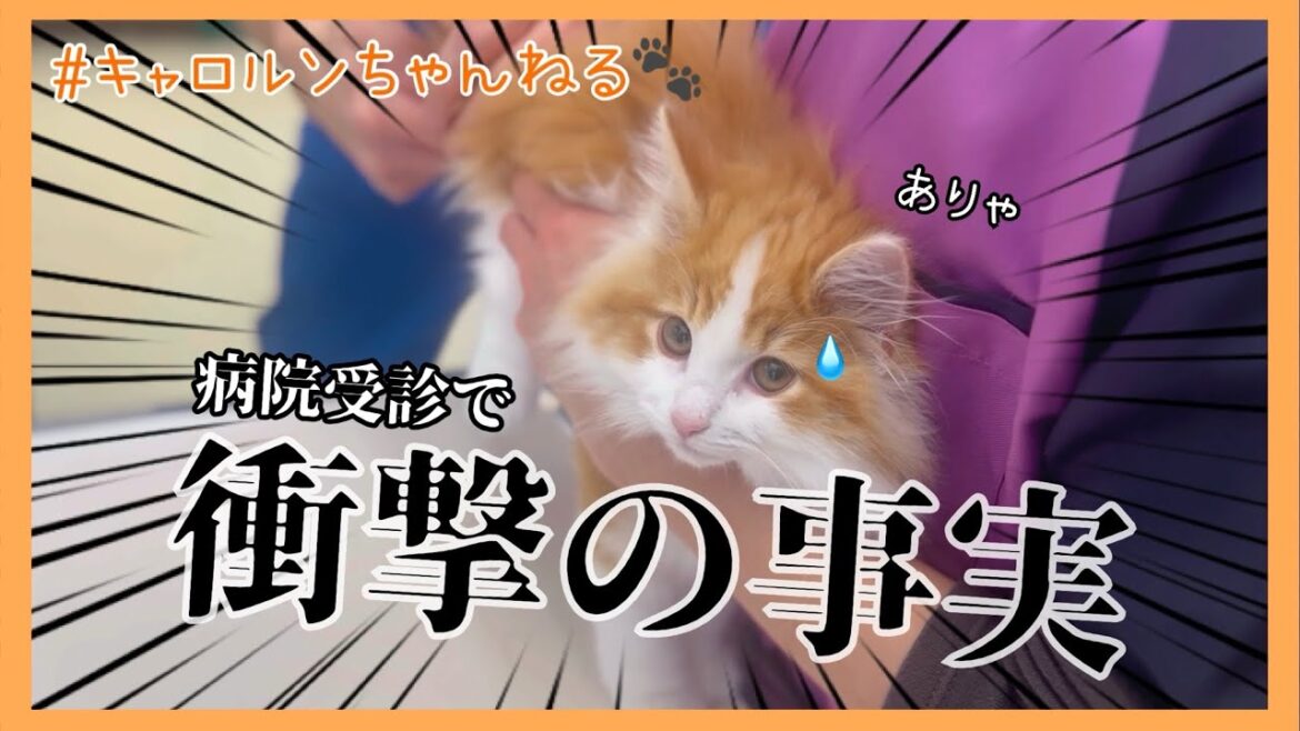 子猫のワクチン接種に行ったらとんでもない事実が発覚しました…【ノルウェージャンフォレストキャット】 #cat #cats kitten have been discovered