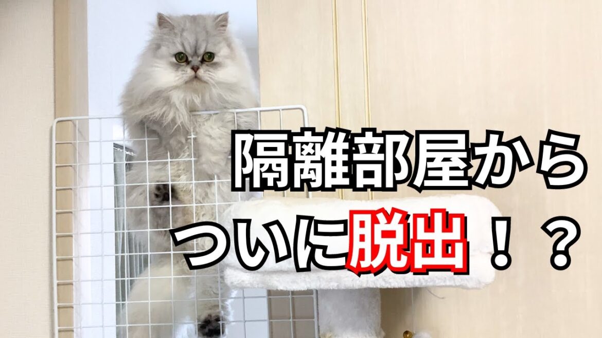 【ペルシャ猫】ついに隔離部屋から脱出！？