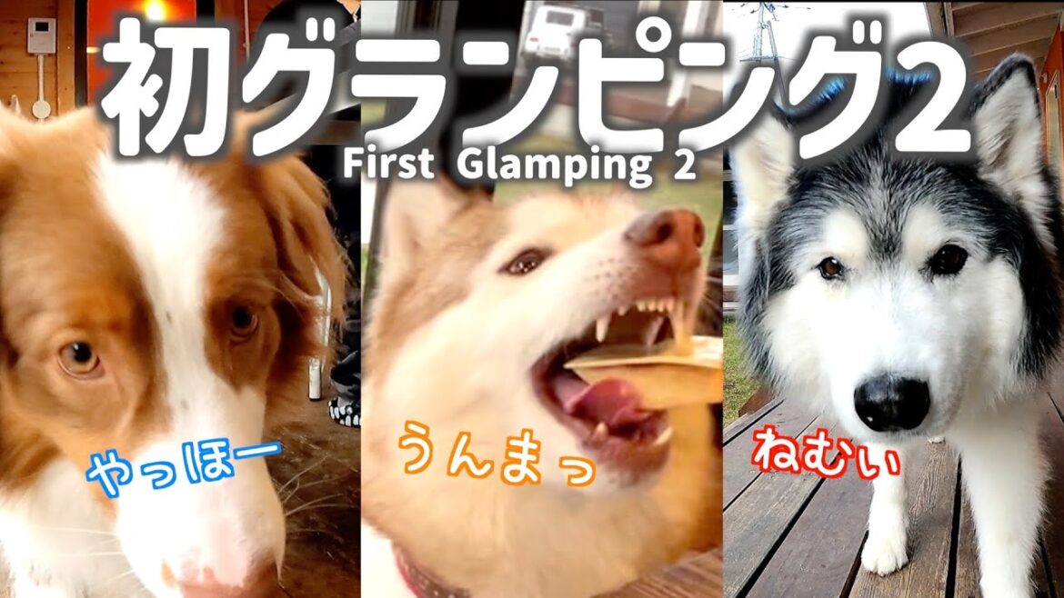 【後編】初グランビング2日目ハスキーとオーストラリアンシェパードとの夢のようなアウトドアタイム！