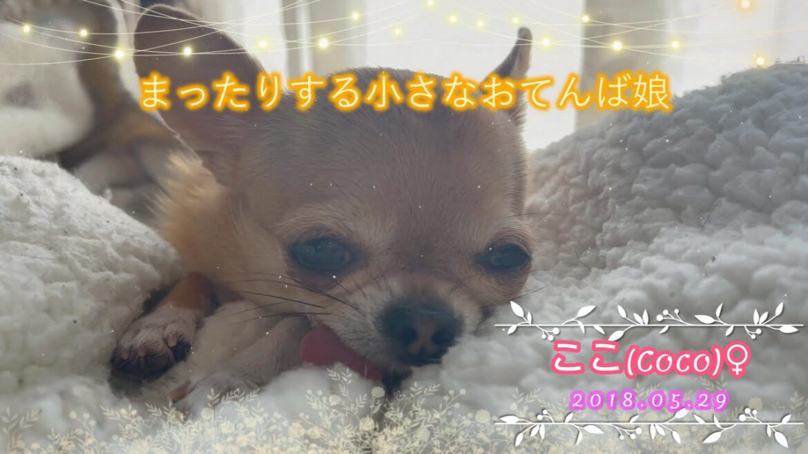 【極小チワワ】我が家の小さなおてんば娘はまったりする!! 【極小チワワ】我が家の小さなおてんば娘はまったりする!!
