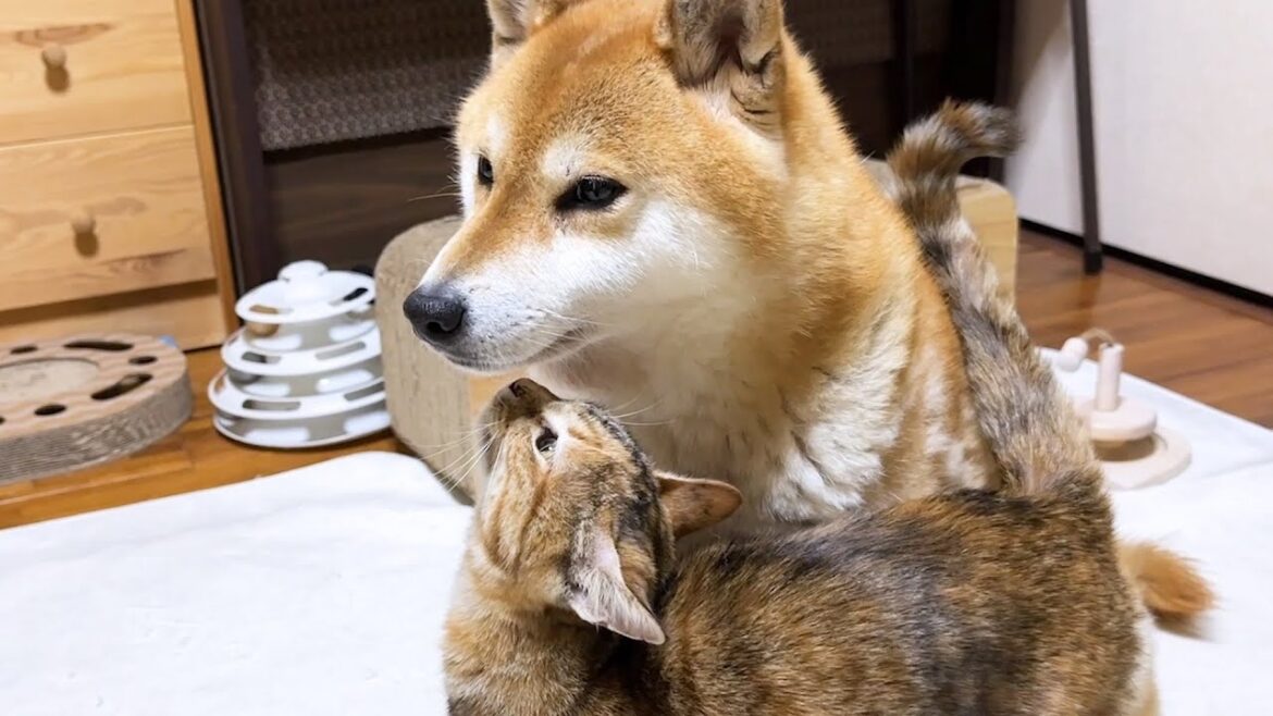 順番に柴犬ママに挨拶しに来る猫たちが可愛すぎます 順番に柴犬ママに挨拶しに来る猫たちが可愛すぎます