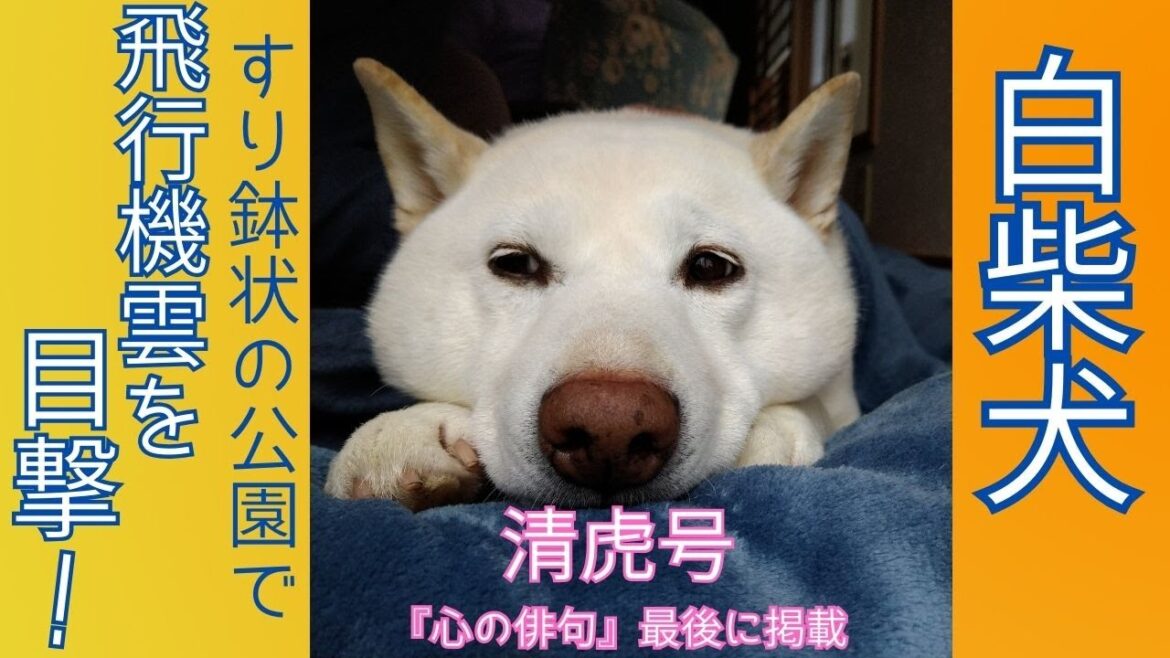 白柴犬が見た春の飛行機雲 ～すり鉢状の防災公園に行きました～