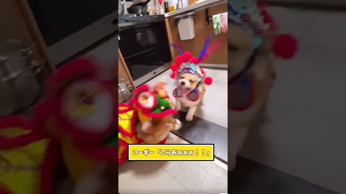 コーギー見て癒されたら寝ろｗｗｗ　#動物 #犬 #コーギー #2ch動物スレ