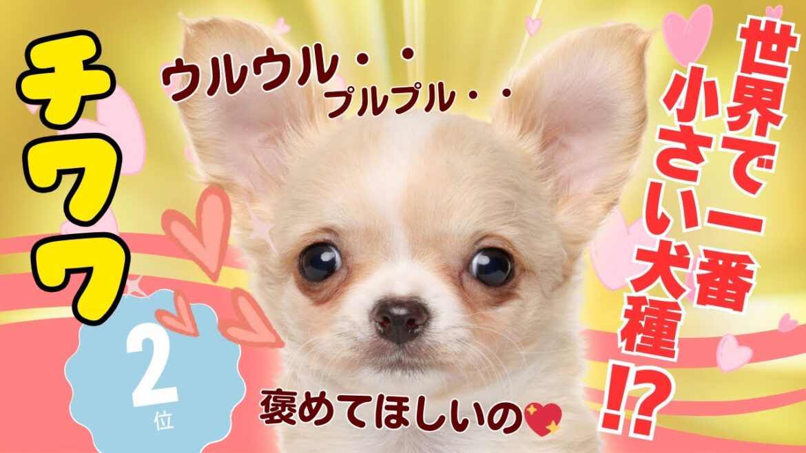【人気2位】チワワ💖を飼う人が知っておくべき知識を徹底解説！（初心者必見の注意点）